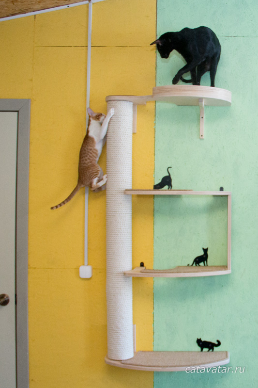 У Oriental есть кошачья мебель.  Радость котенка  Мебельная мастерская для кошек CatAvatar.  Мебель для кошек.